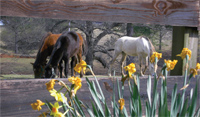 Horses